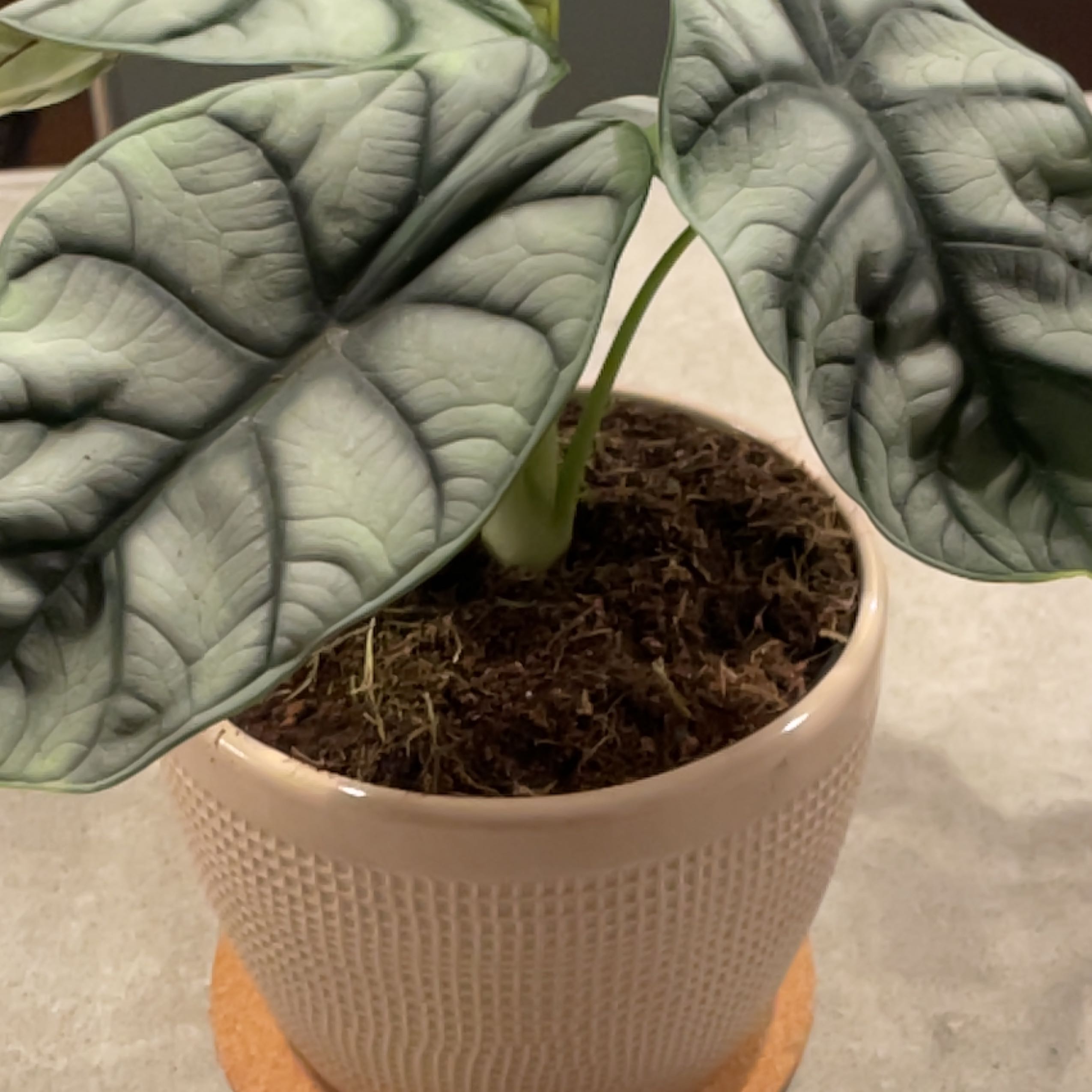 Alocasia 'Dragon Scale' plant in a pot with healthy leaves and visible soil.