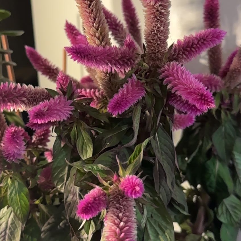 Vibrant magenta cockscomb plant with dense, fuzzy plumes and healthy dark green leaves, thriving indoors under grow lights.
