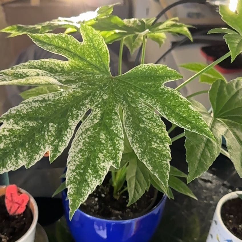 Fatsia plant with variegated leaves in a blue pot, well-framed and in focus.