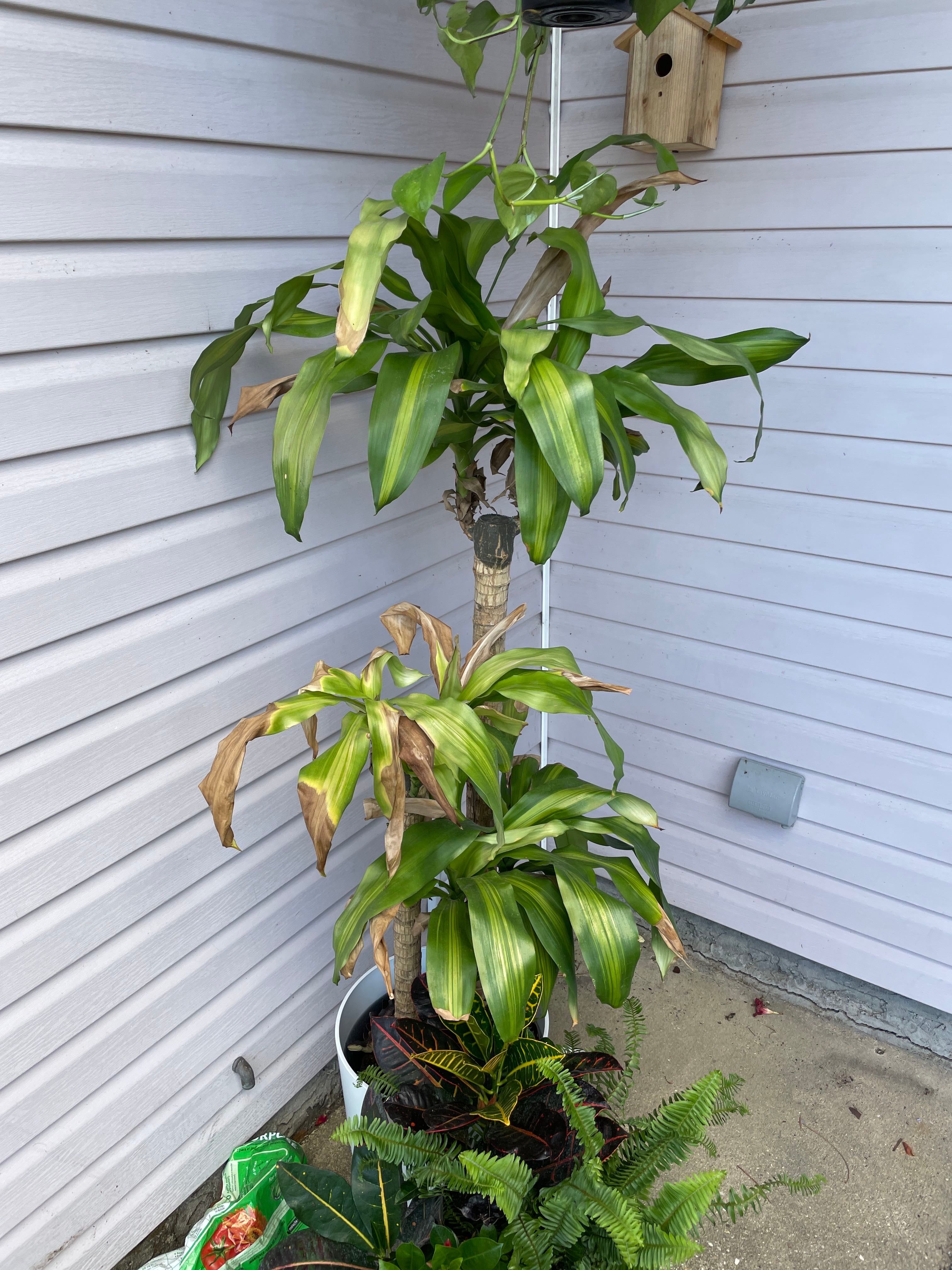 Why is my corn plant dying?