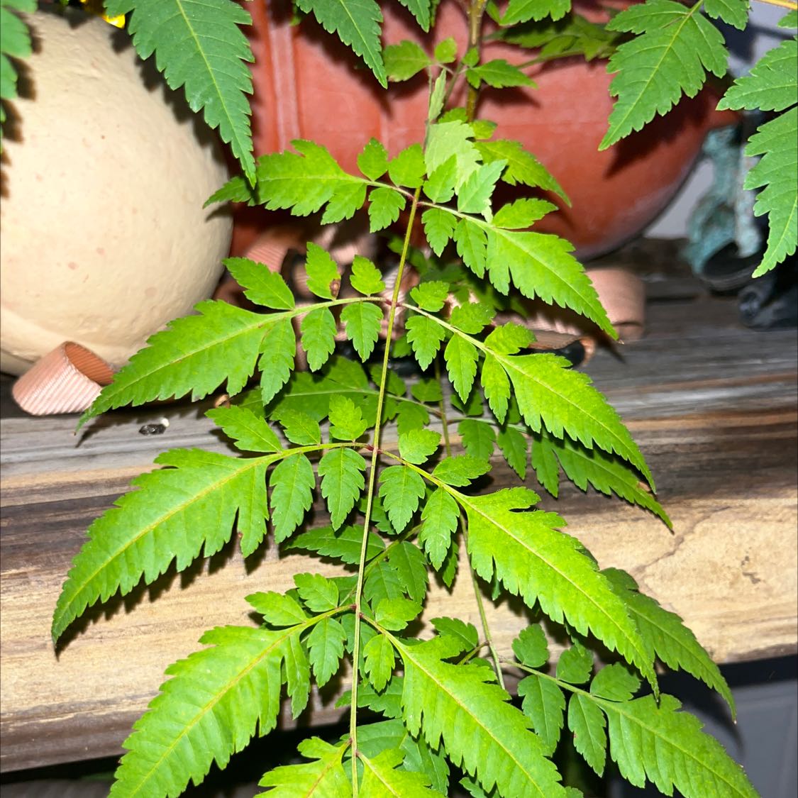 Plant care for Cigar-Box Wood on Greg, the plant care app