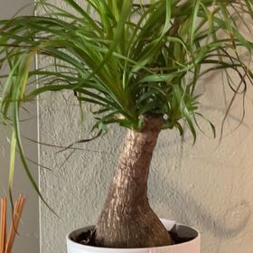 Photo of the plant species Red Ponytail Palm by Antonia named Forrest on Greg, the plant care app