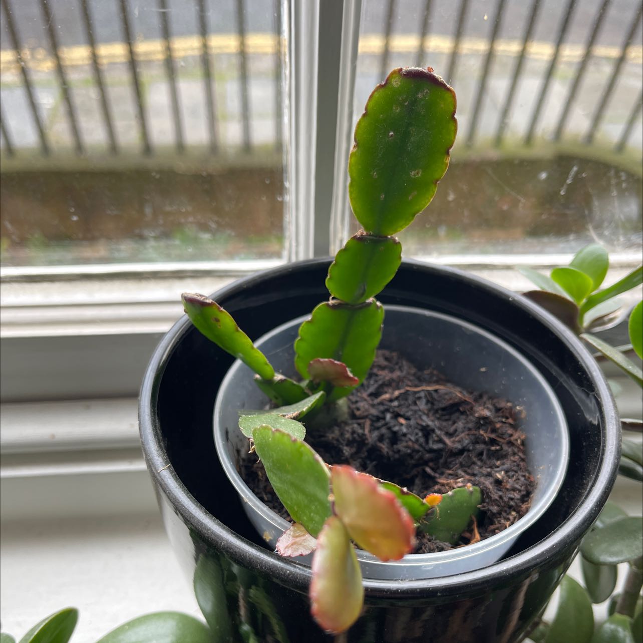 Photo of the plant species Schlumbergera × graeseri by @ForeverPinkruby named Bany Xmas Cactus on Greg, the plant care app