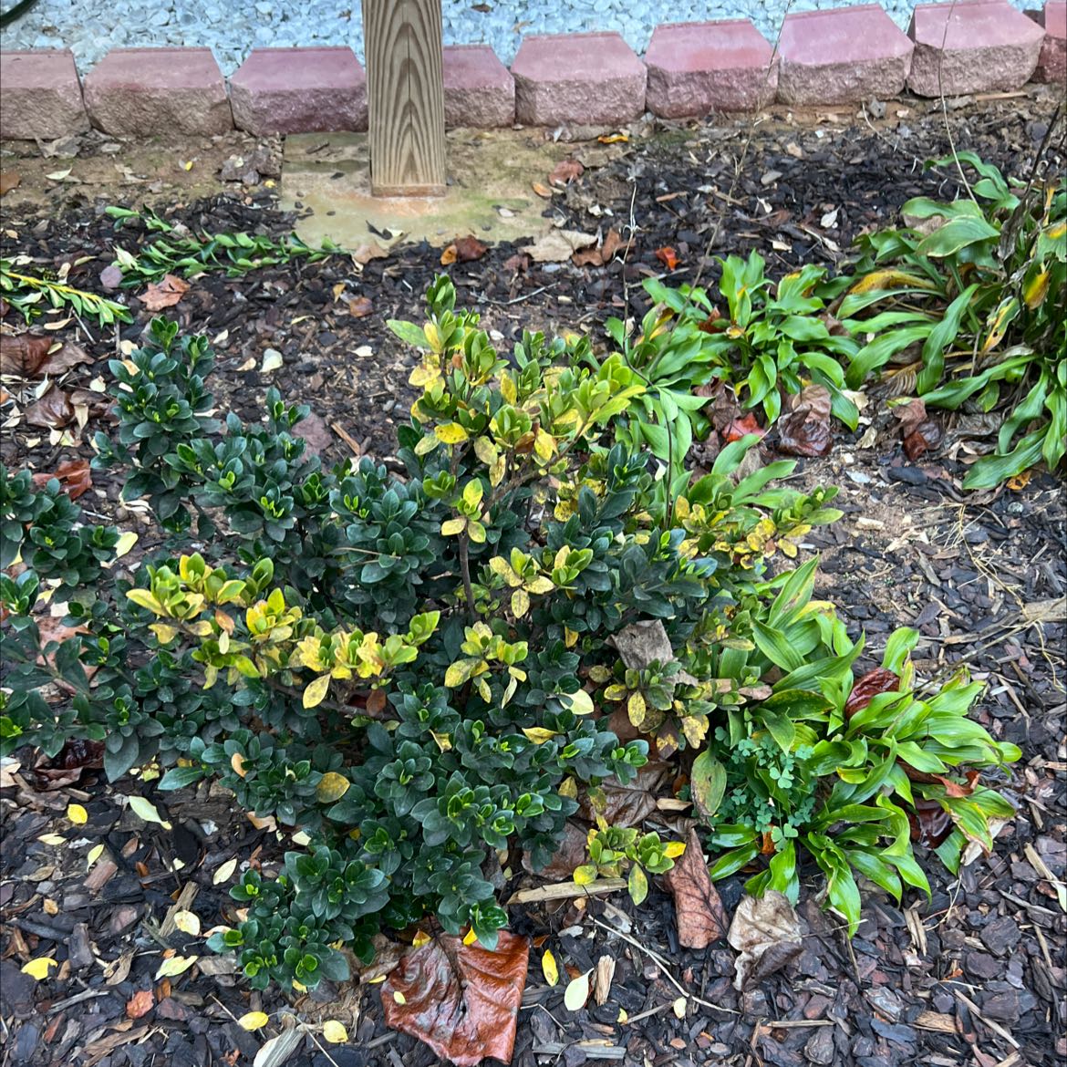 Photo of the plant species Kleim's Hardy Gardenia by @GentleDeerfern named Your plant on Greg, the plant care app