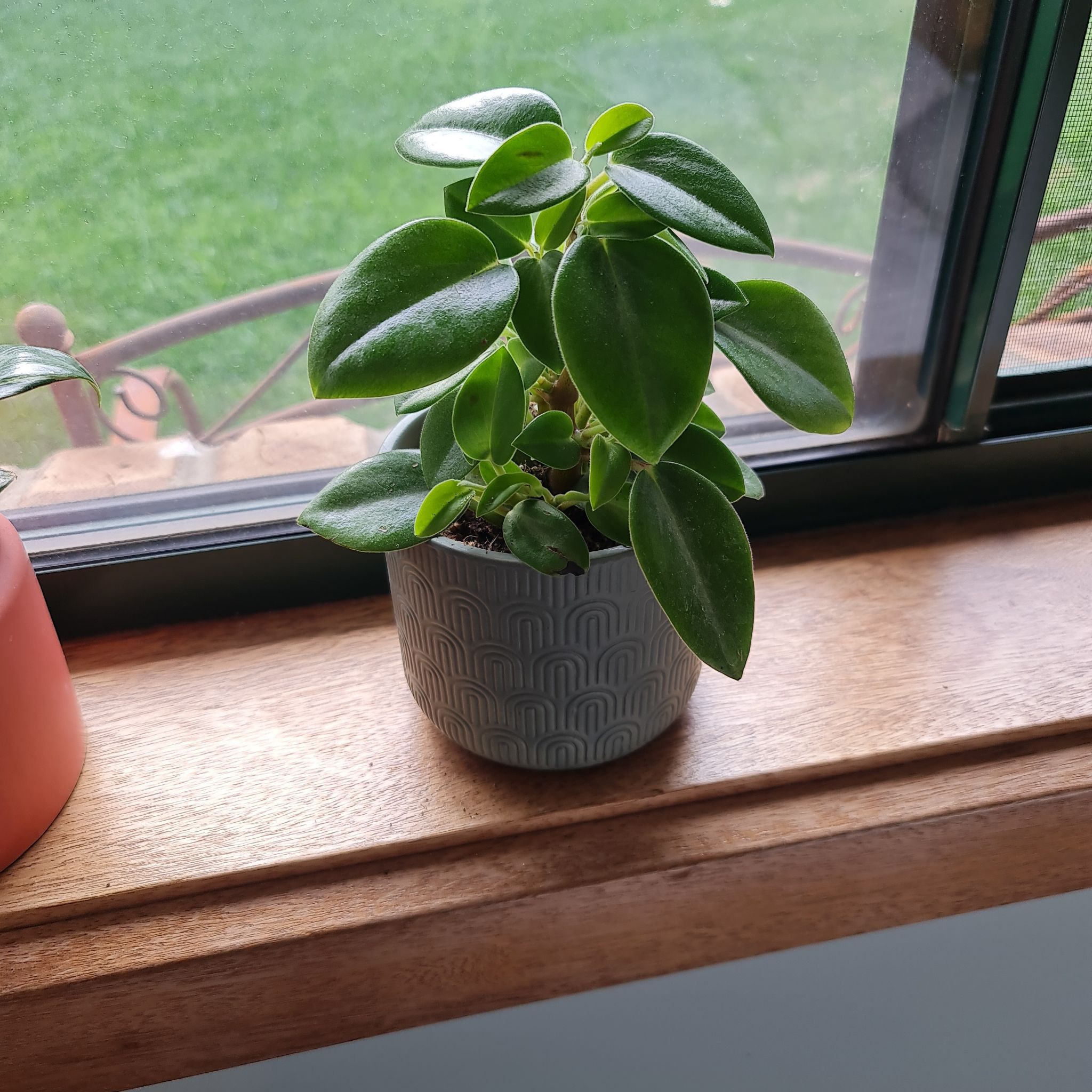 Healthy Felted Peperomia plant on a windowsill in a gray pot.