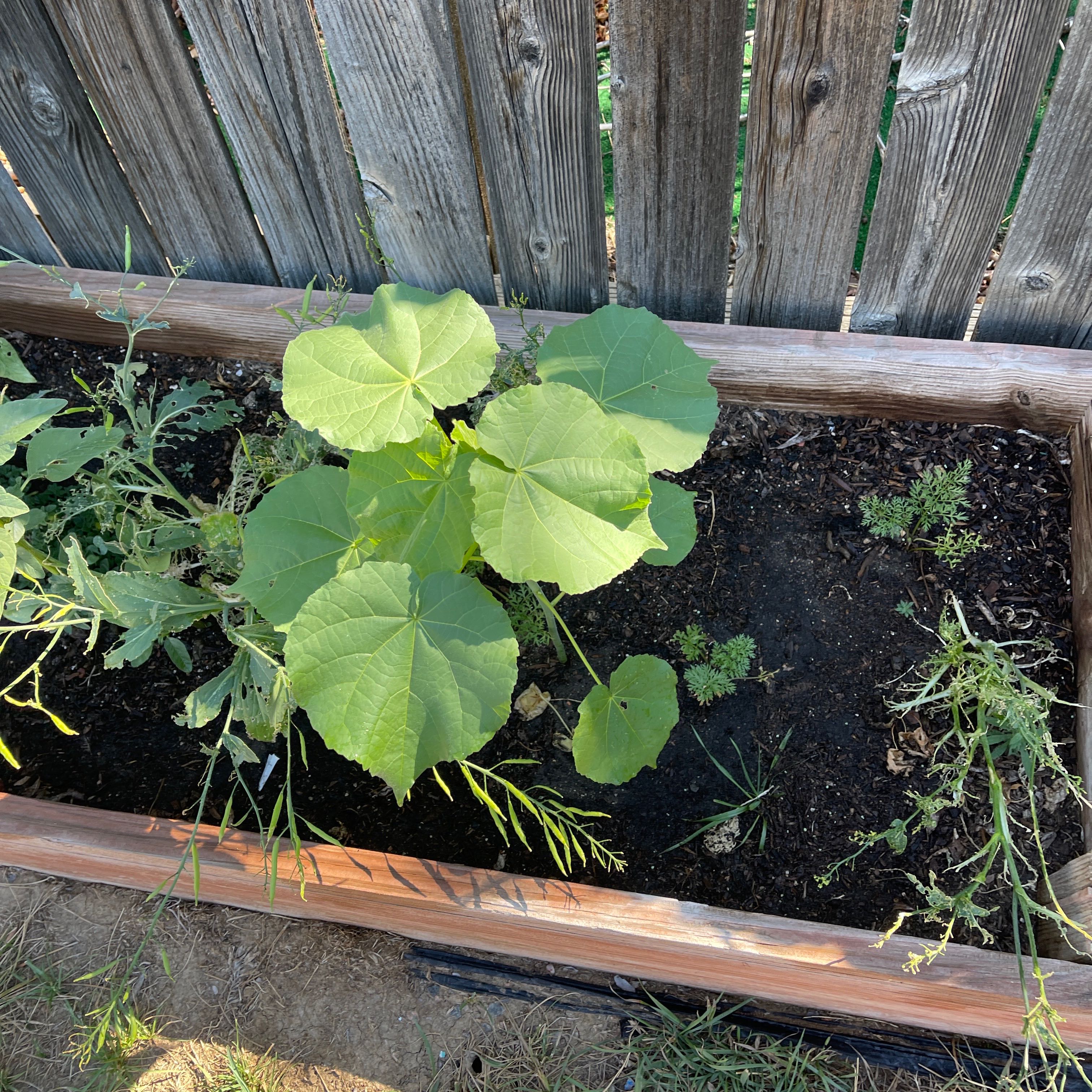 Velvetleaf plant in a wooden planter box with visible soil and large green leaves.