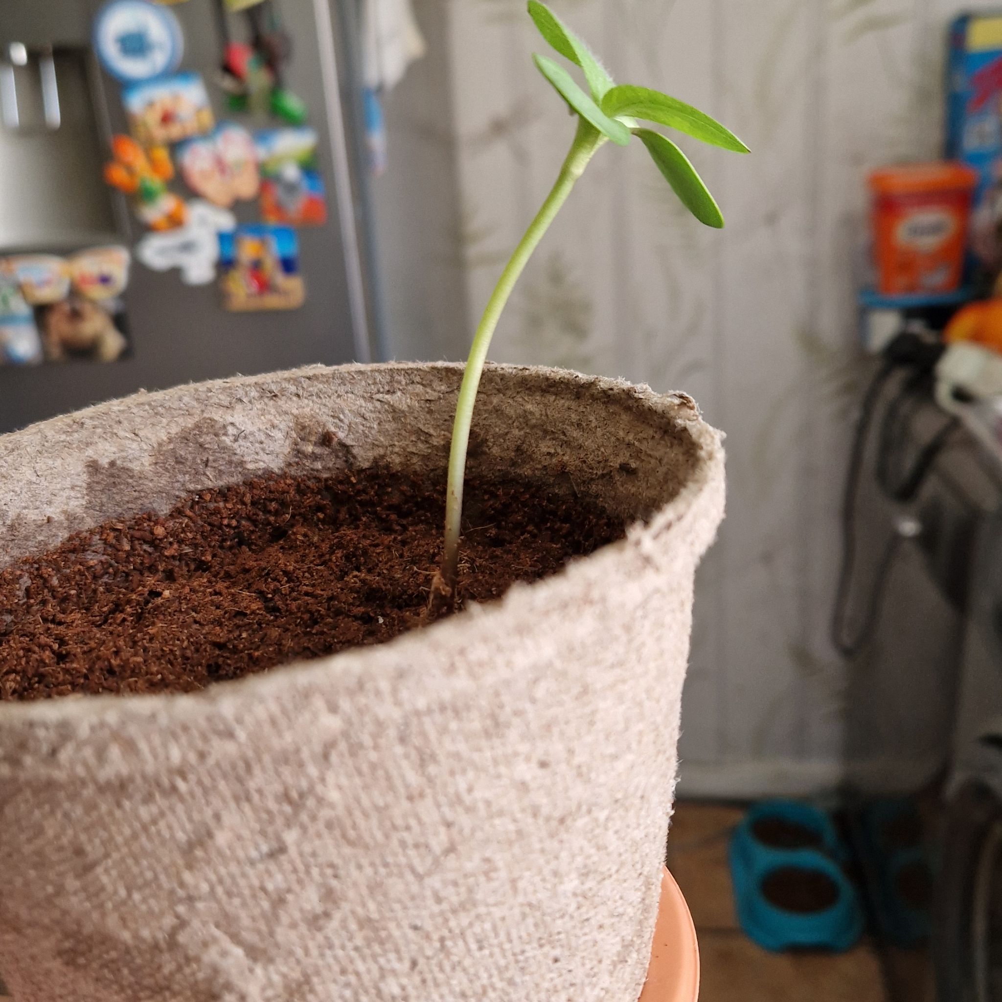 Photo of the plant species Tall Sunflower by @BigheartedOxlip named Sylvia on Greg, the plant care app