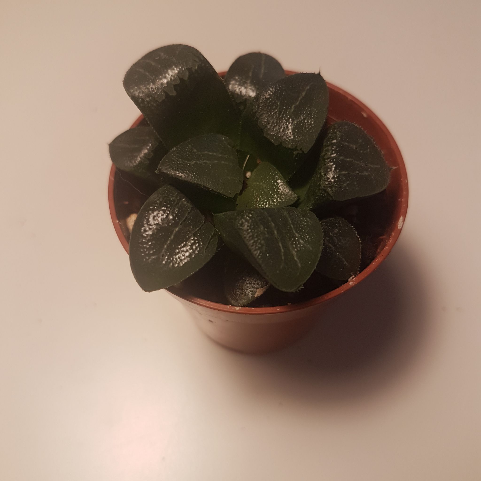 Haworthia bayeri succulent plant in a small pot, healthy dark green leaves.