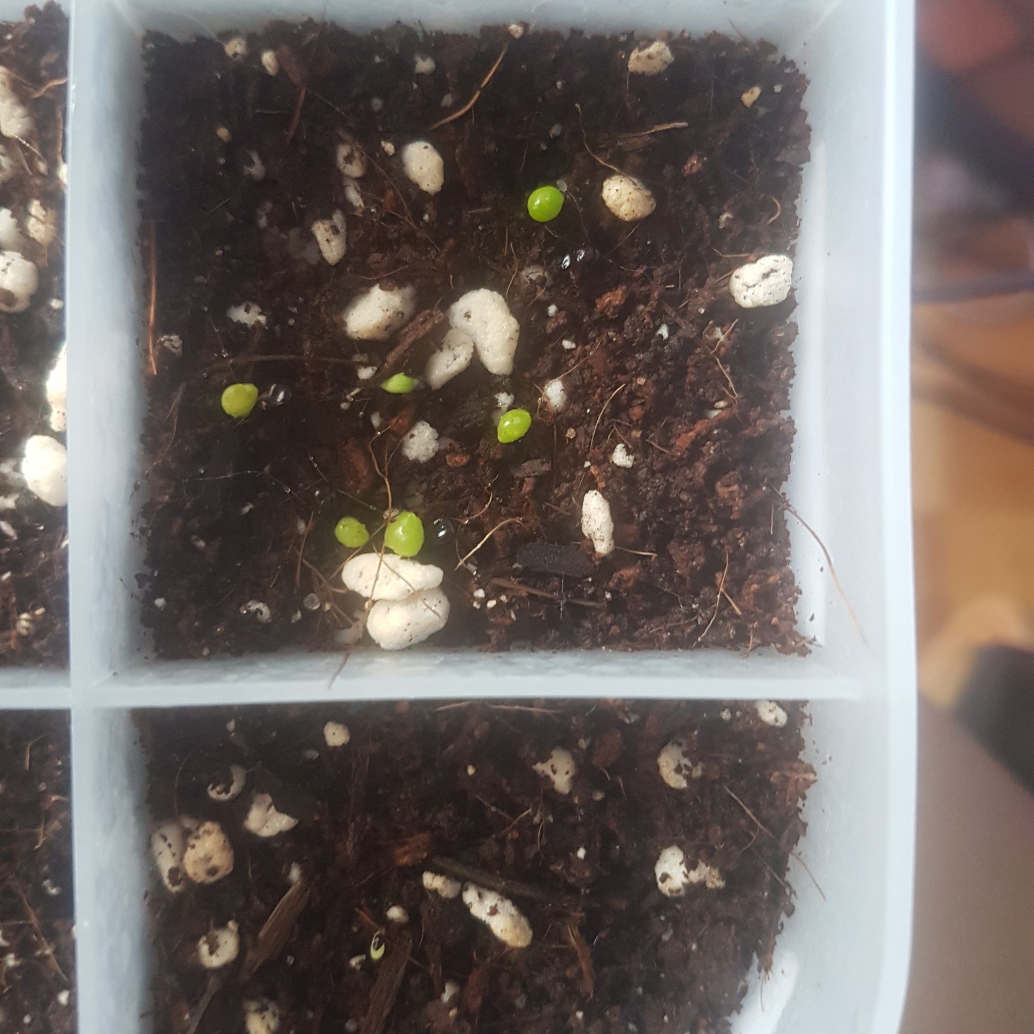 Small seedlings of Sand Dollar Cactus emerging from well-drained soil with perlite.