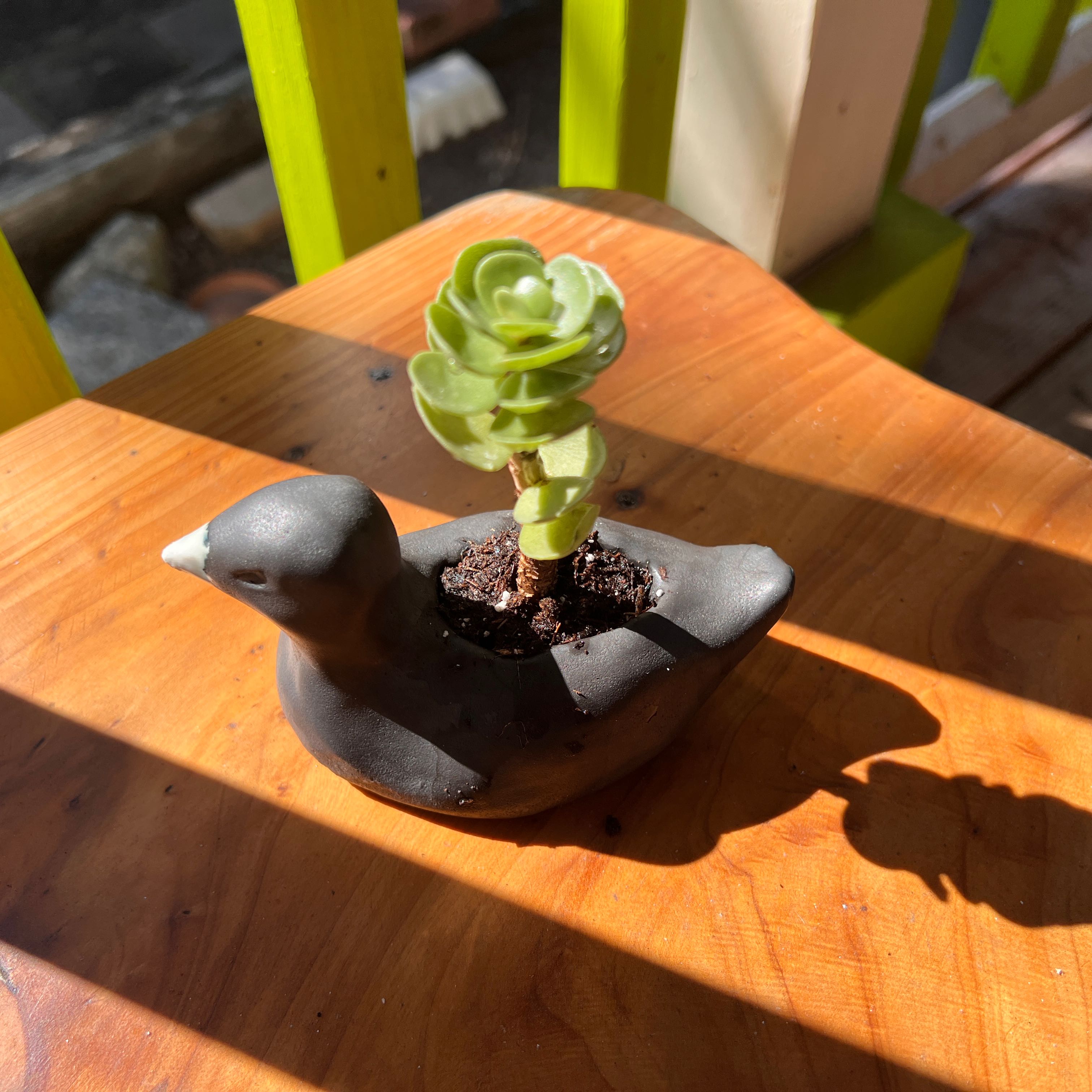 A healthy 'Ihi succulent plant in a bird-shaped pot with visible soil.