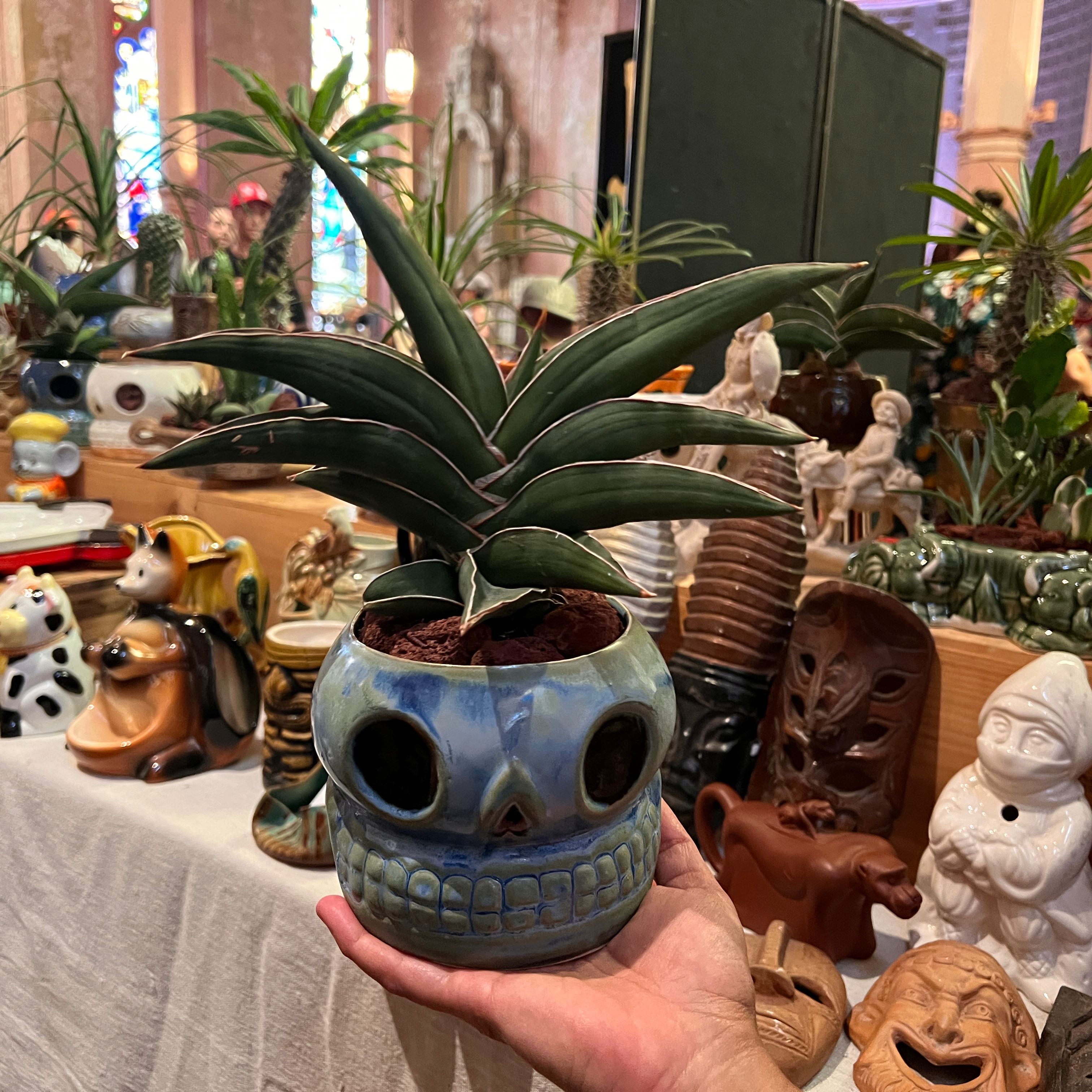 Photo of the plant species Sansevieria 'Samurai' by @Scraniac named Teno on Greg, the plant care app