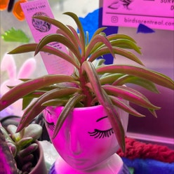 Pincushion Peperomia plant