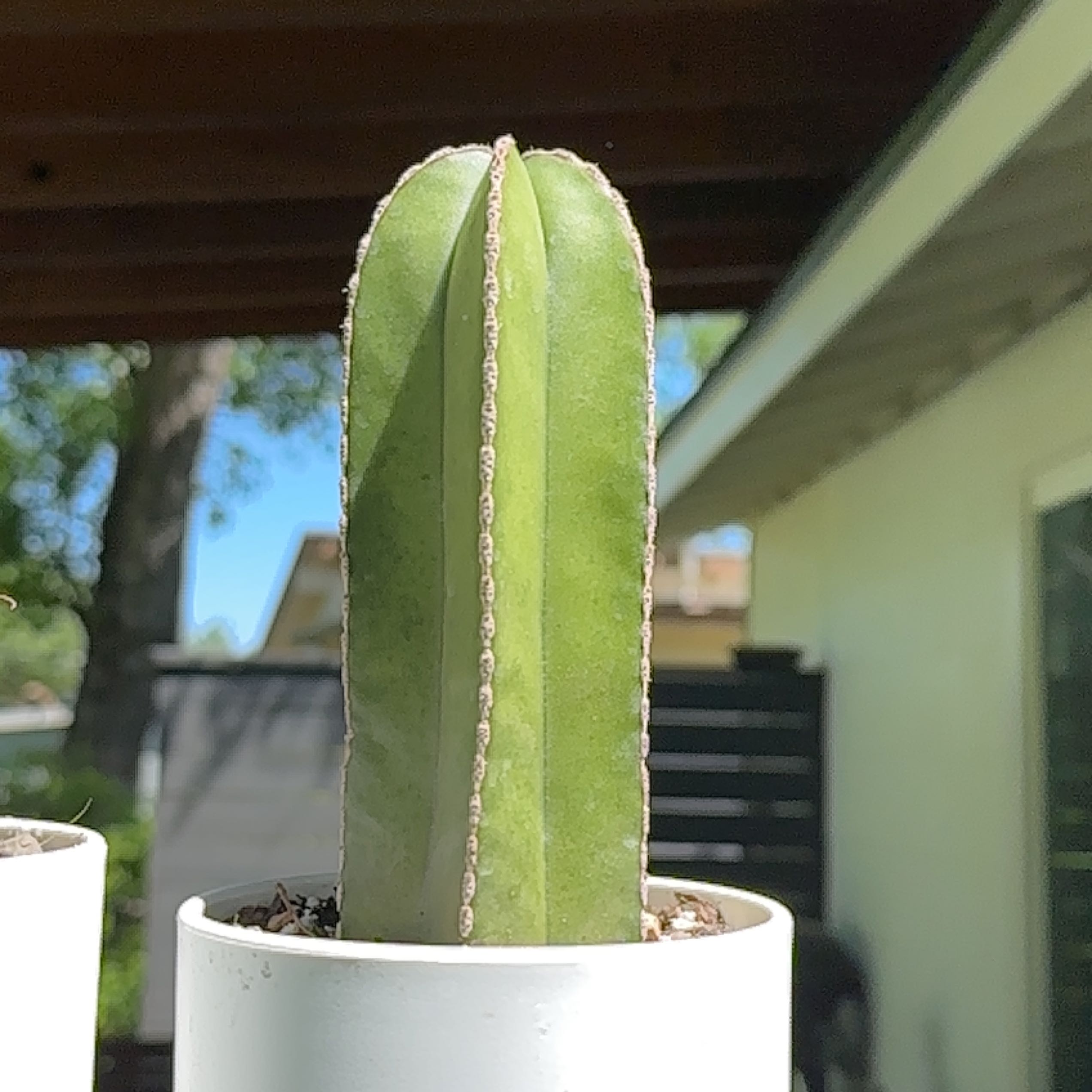 Mexican Fence Post Cactus in a white pot with a house and trees in the background.