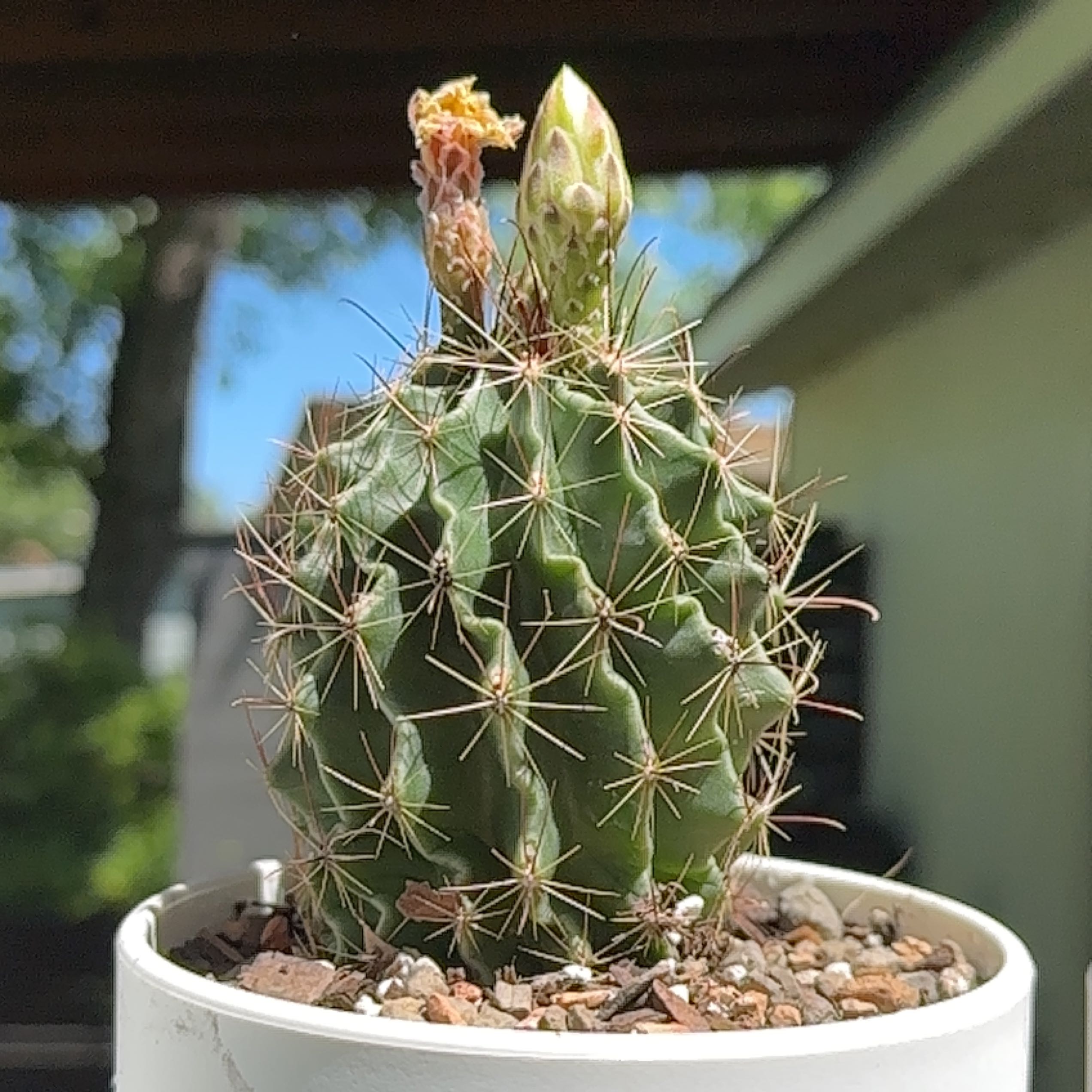 Miniature Barrel Cactus in a white pot with two buds at the top, indicating potential flowering.