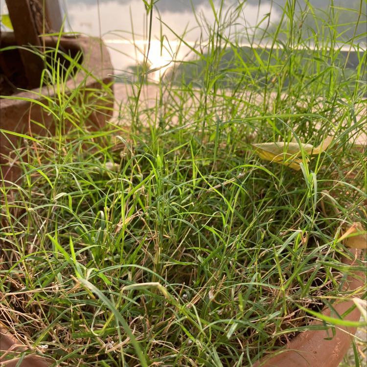 ⚠️ Why Are the Leaves on My Bermuda Grass Turning Yellow?