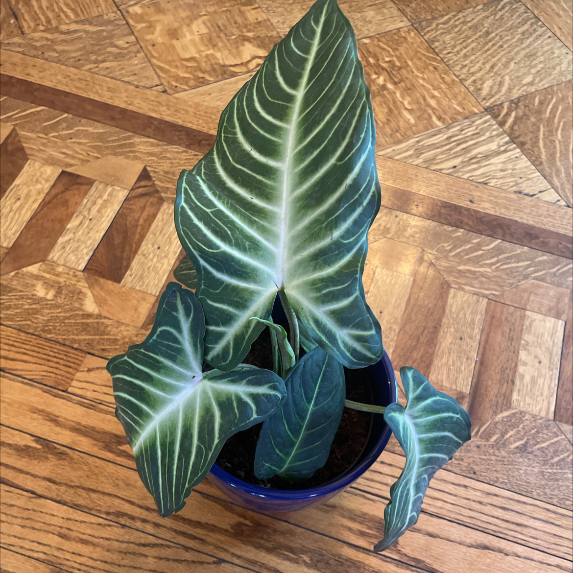Caladium lindenii 'Magnificum' plant in a blue pot with green leaves and white veins.