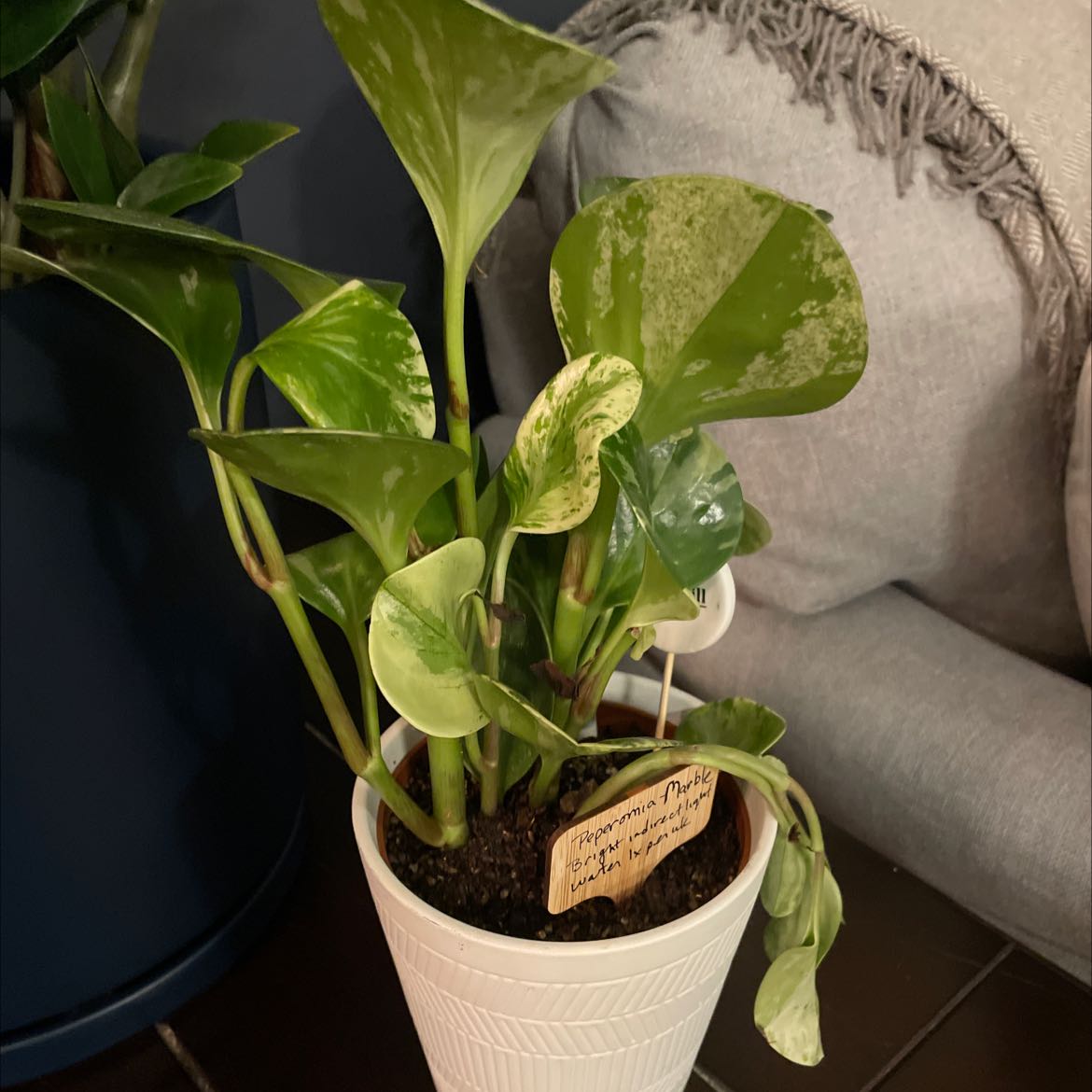 Marble Peperomia plant in a white pot with healthy, variegated leaves.