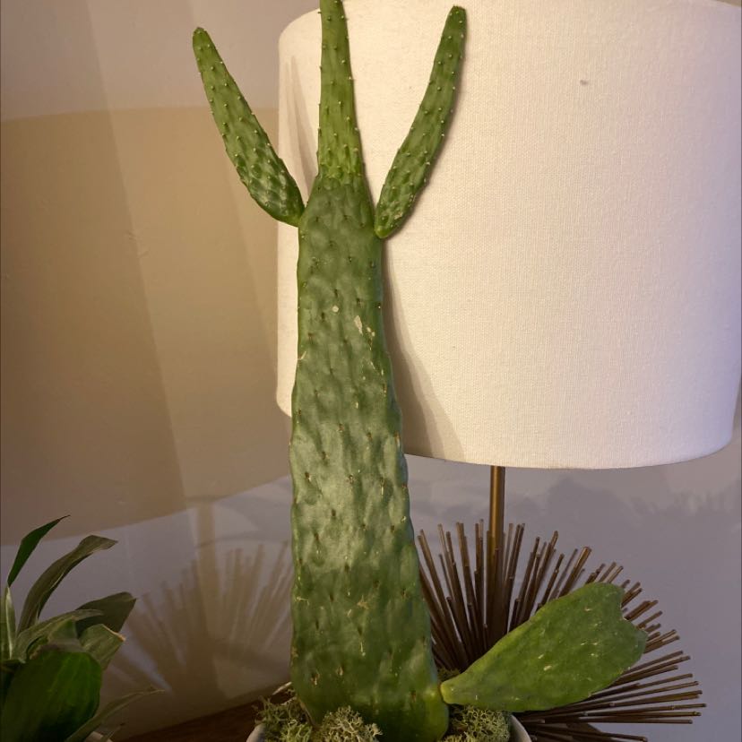 Woolyjoint Prickly Pear plant with green pads, no visible soil, and no flowers.