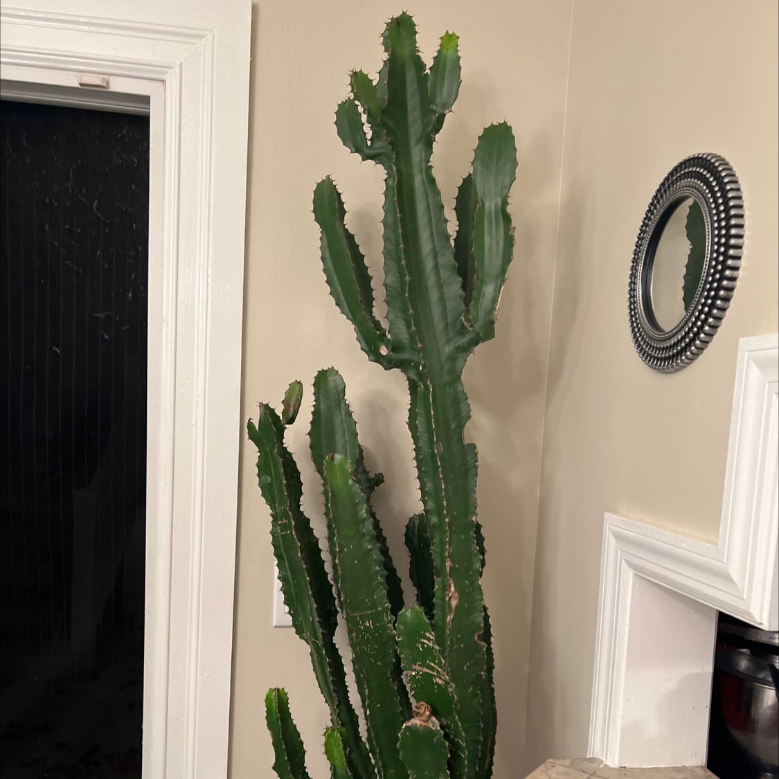 Tall, columnar cactus-like plant indoors near a door and a mirror.
