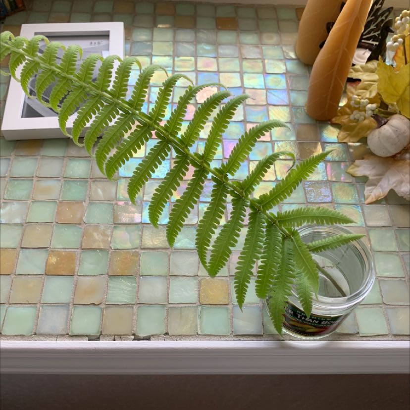 Photo of the plant species Fern by @GutsyInchworm named Your plant on Greg, the plant care app