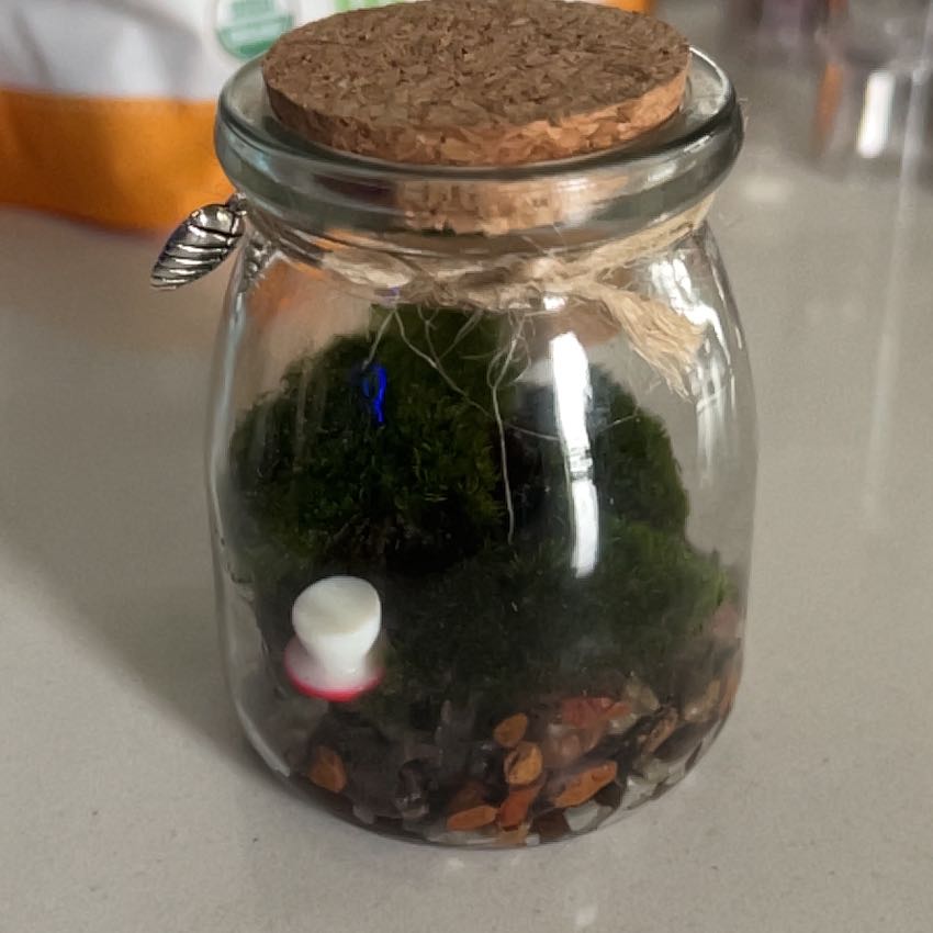 Marimo moss ball in a glass jar with pebbles and a small decorative item.
