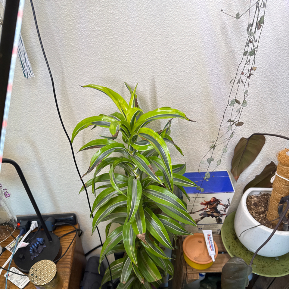 Dracaena
