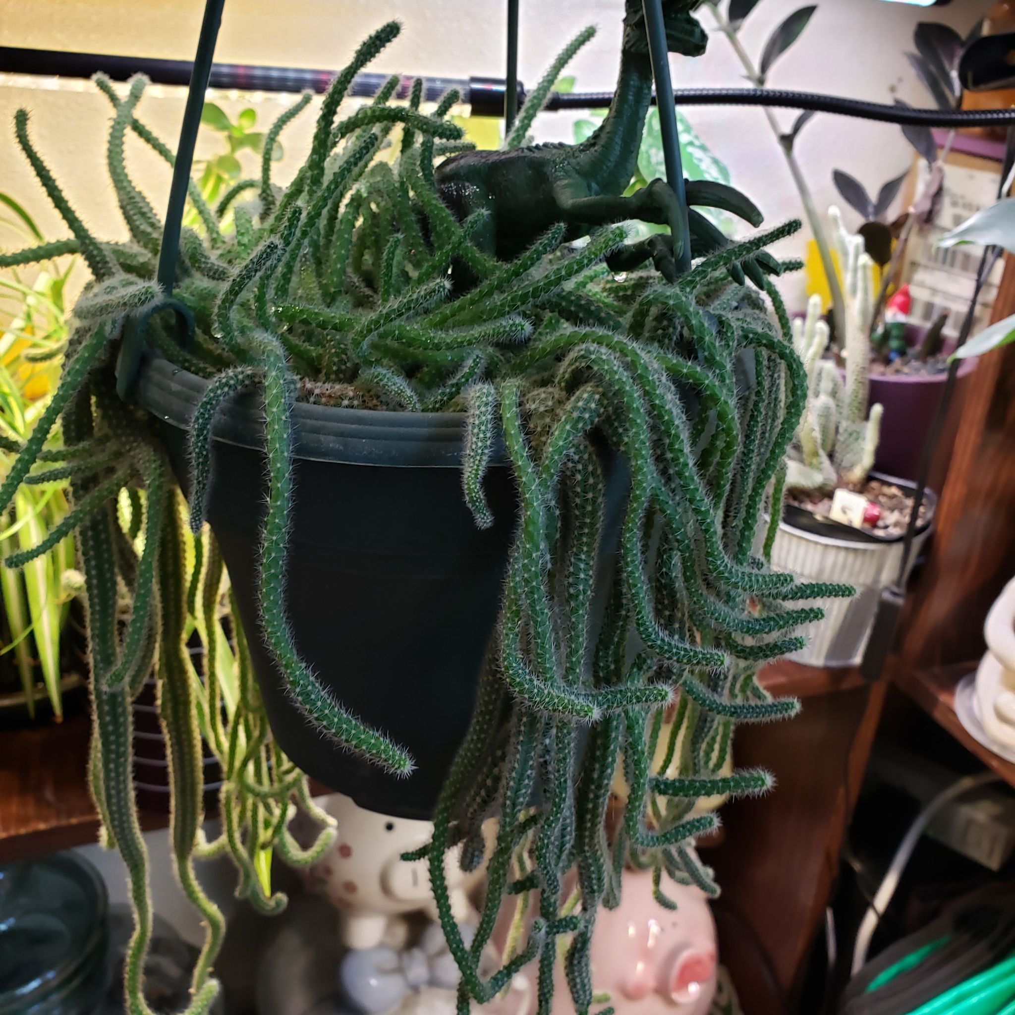 Peanut cactus