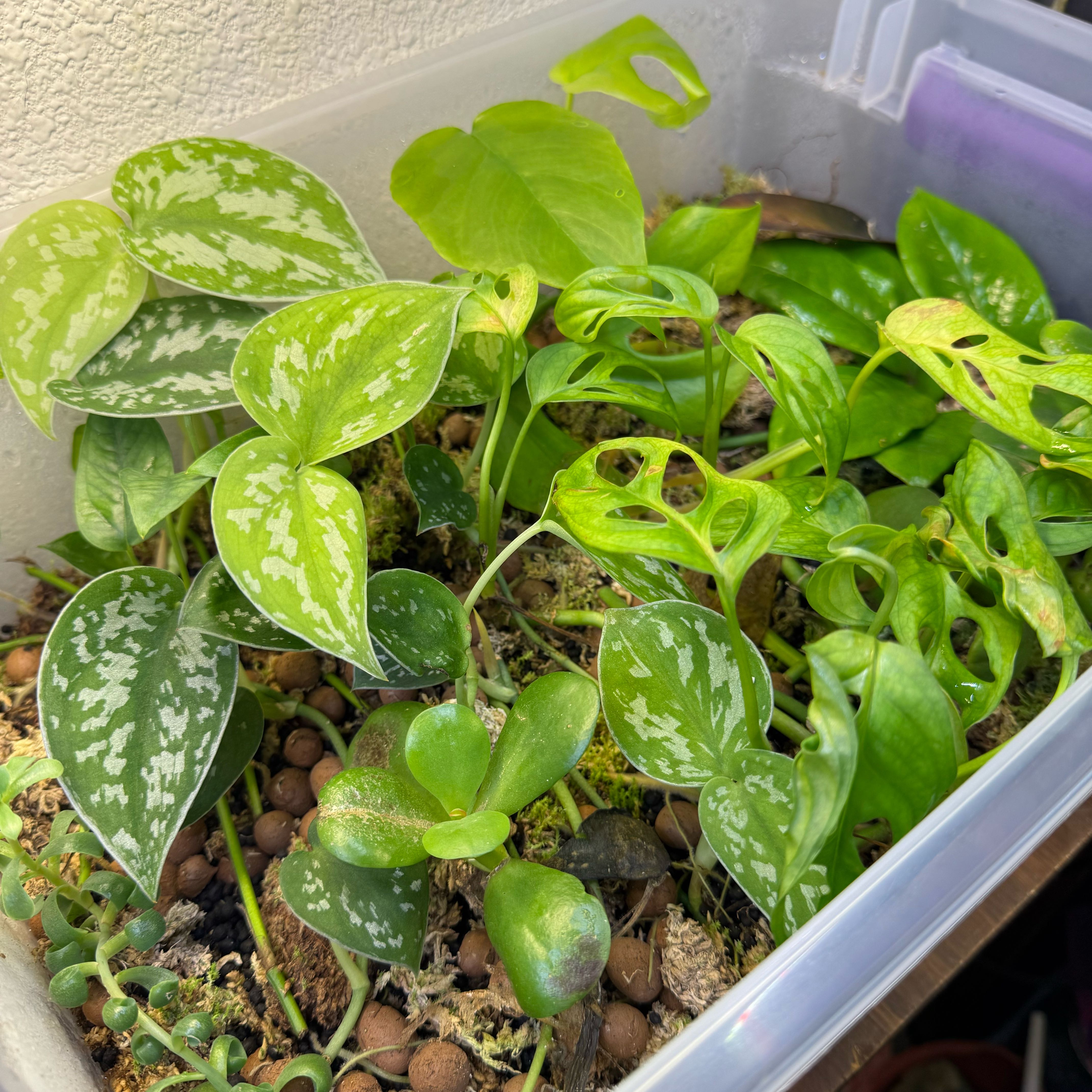 Photo of the plant species Propagaters by @PetsNPlants named Sproutacus on Greg, the plant care app