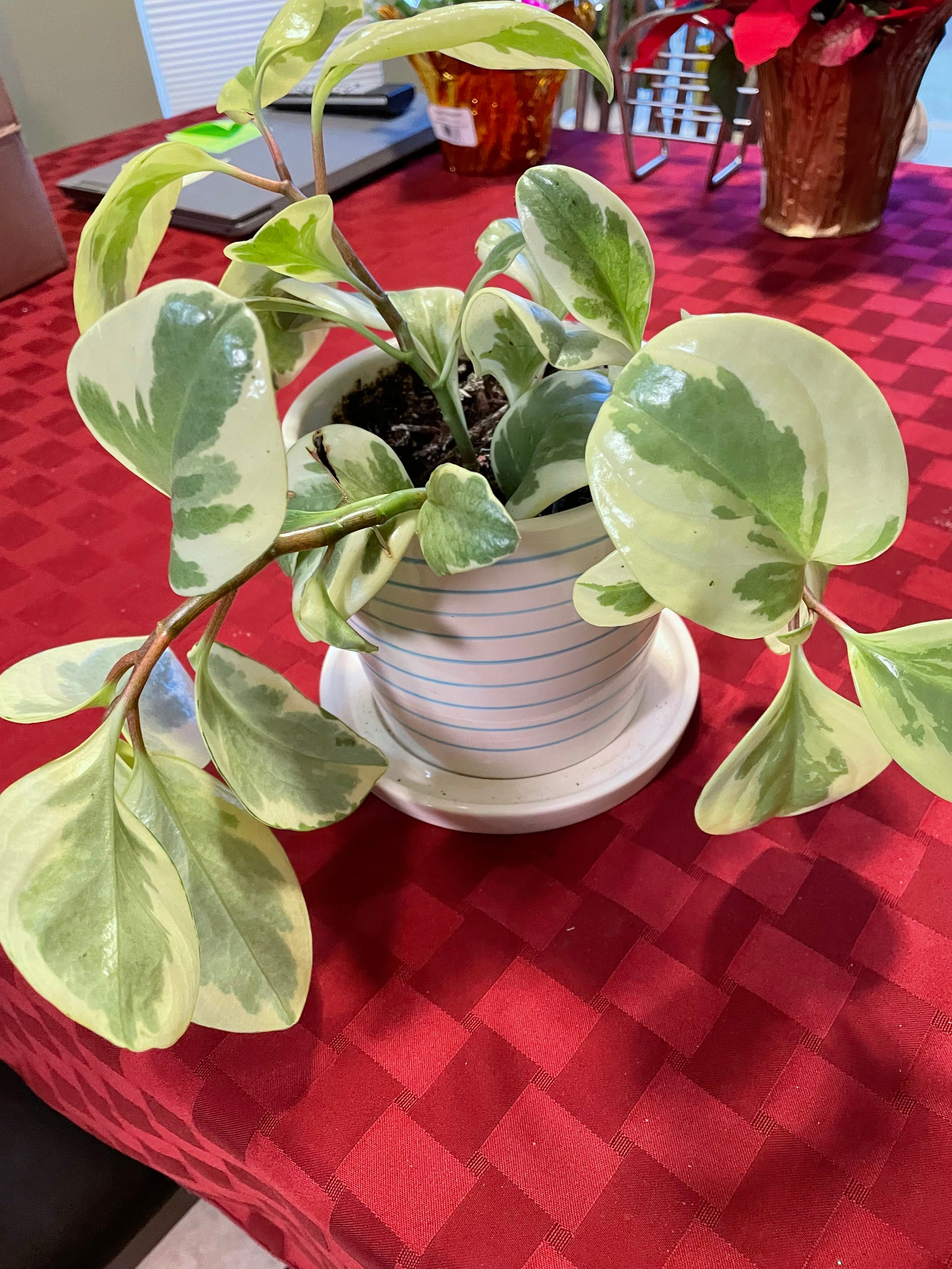 Variegated Baby Rubber Plant Plant Care Water, Light, Nutrients Greg