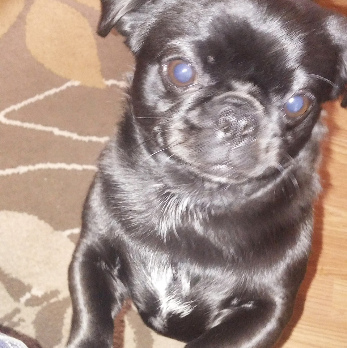 Photo of the plant species Aleksandrit by @PureMaypop named Willow on Greg, the plant care app