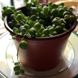 String of Pearls plant in Calais, Vermont