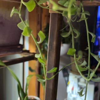 String of Dolphins plant in Calais, Vermont