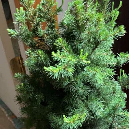 Photo of the plant species Black Spruce by Puremaypop named Anne on Greg, the plant care app