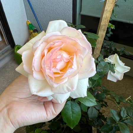 Photo of the plant species Eden Climbing Rose by Keylilacmist named Eden on Greg, the plant care app