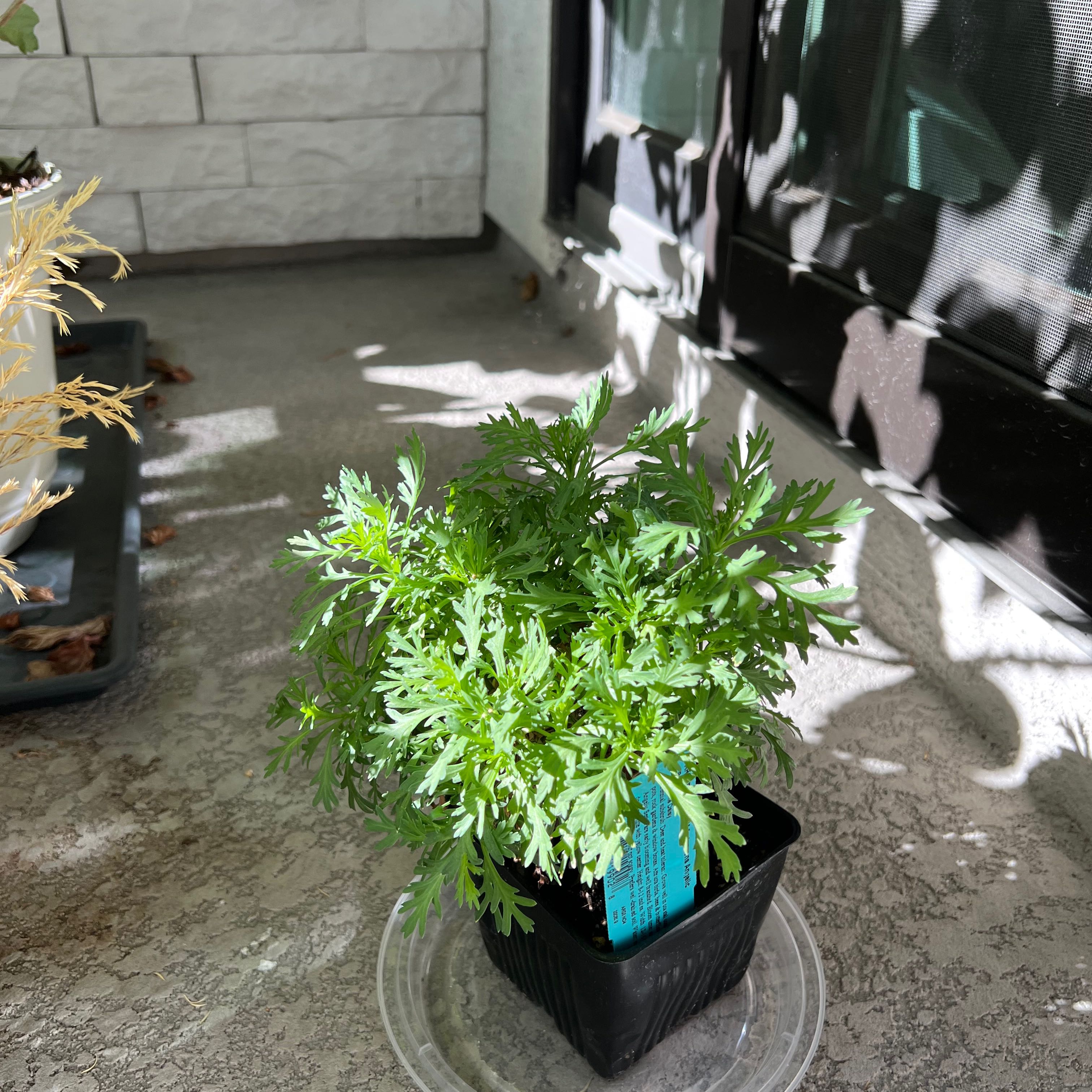 Healthy Marguerite Daisy plant in a black pot on a concrete surface with shadows.