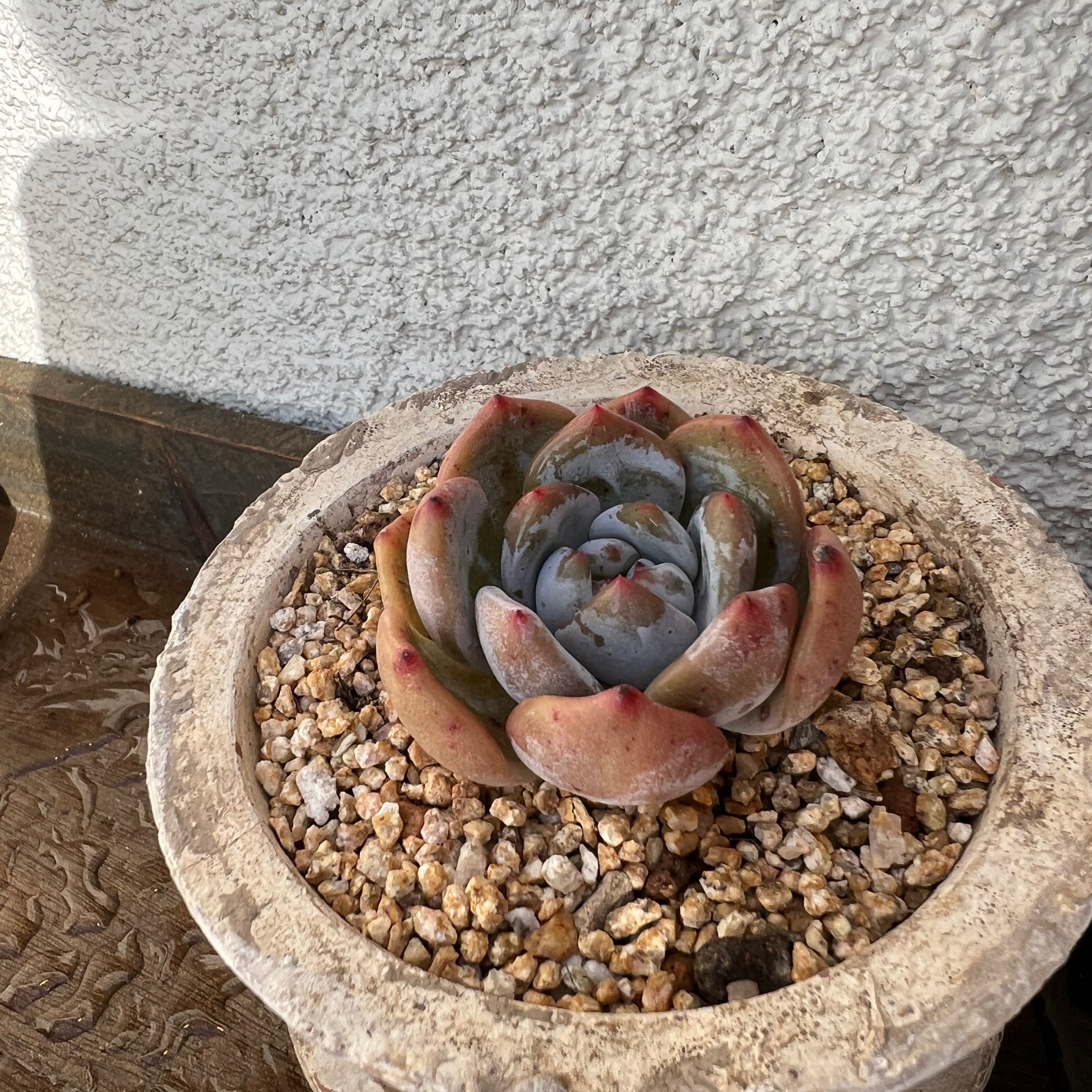 Photo of the plant species Echeveria 'Monroe' by @KeyLilacmist named Succulent on Greg, the plant care app