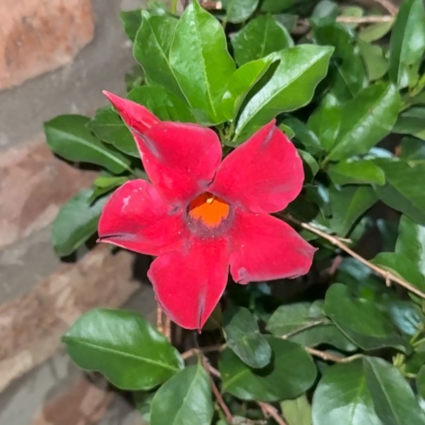 Photo of the plant species Samba by @PrizeDamaskrose named Fernie Mac on Greg, the plant care app