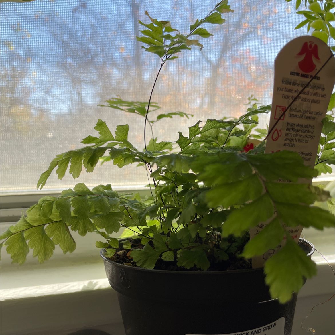 Northern Maidenhair Fern in a pot near a window with a care tag.