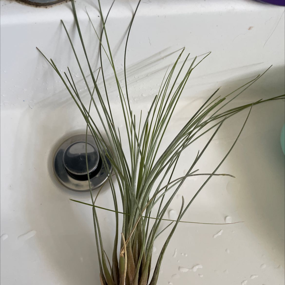 Plant care for Sheoak on Greg, the plant care app
