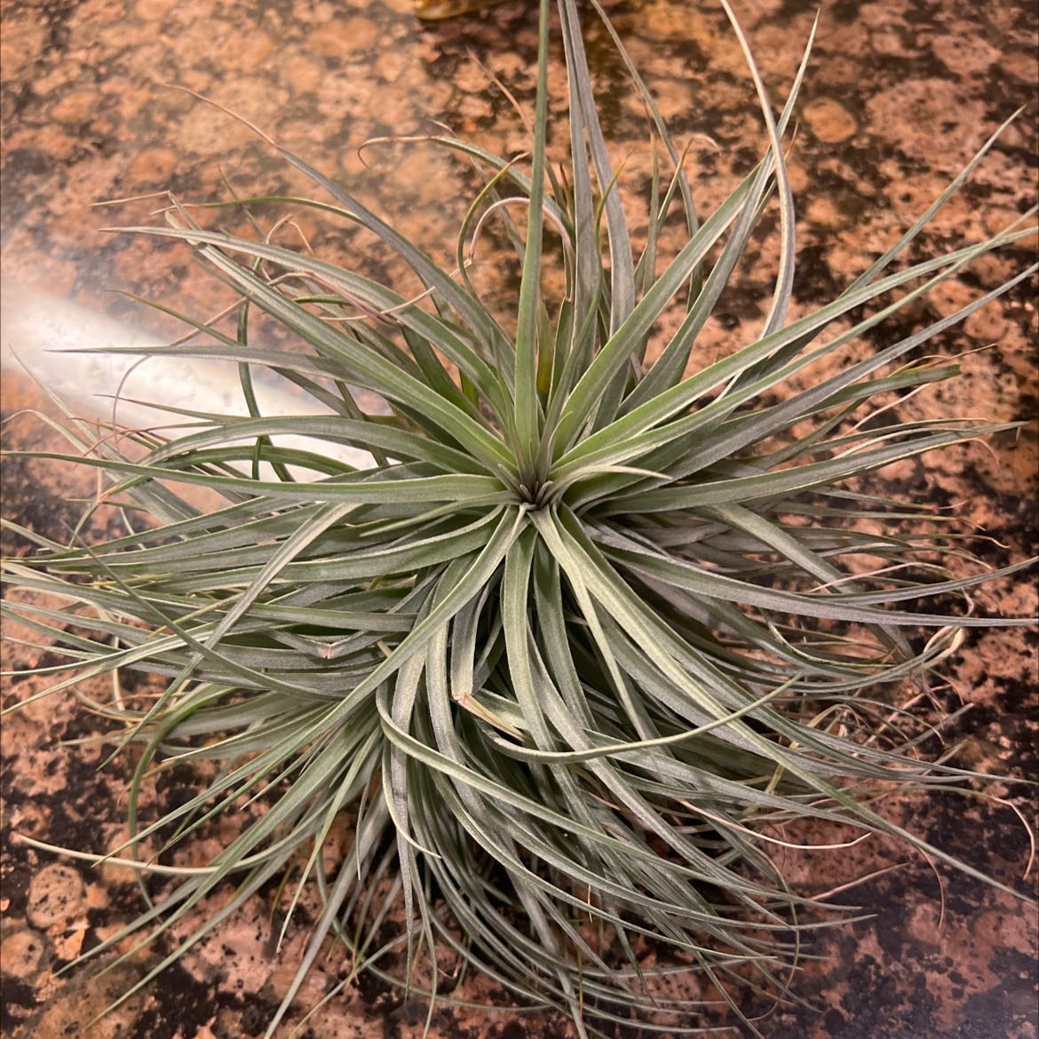 Photo of the plant species Schott's Century Plant by @SinewyHeketara named Your plant on Greg, the plant care app