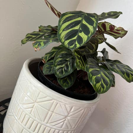Photo of the plant species calathea exotica by 12cwatson named Calathea Exotica on Greg, the plant care app