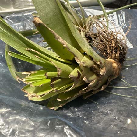 Photo of the plant species Agave Virginica by A_recc named Khaleesi on Greg, the plant care app