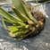 Calculate water needs of Agave Virginica