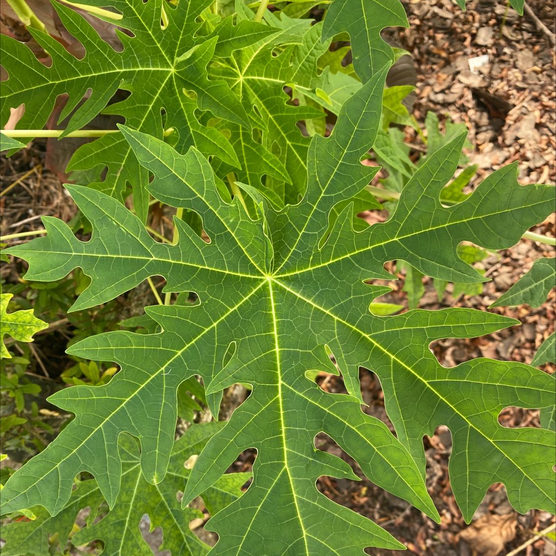 Close-up of a healthy papaya plant leaf with visible soil in the background.