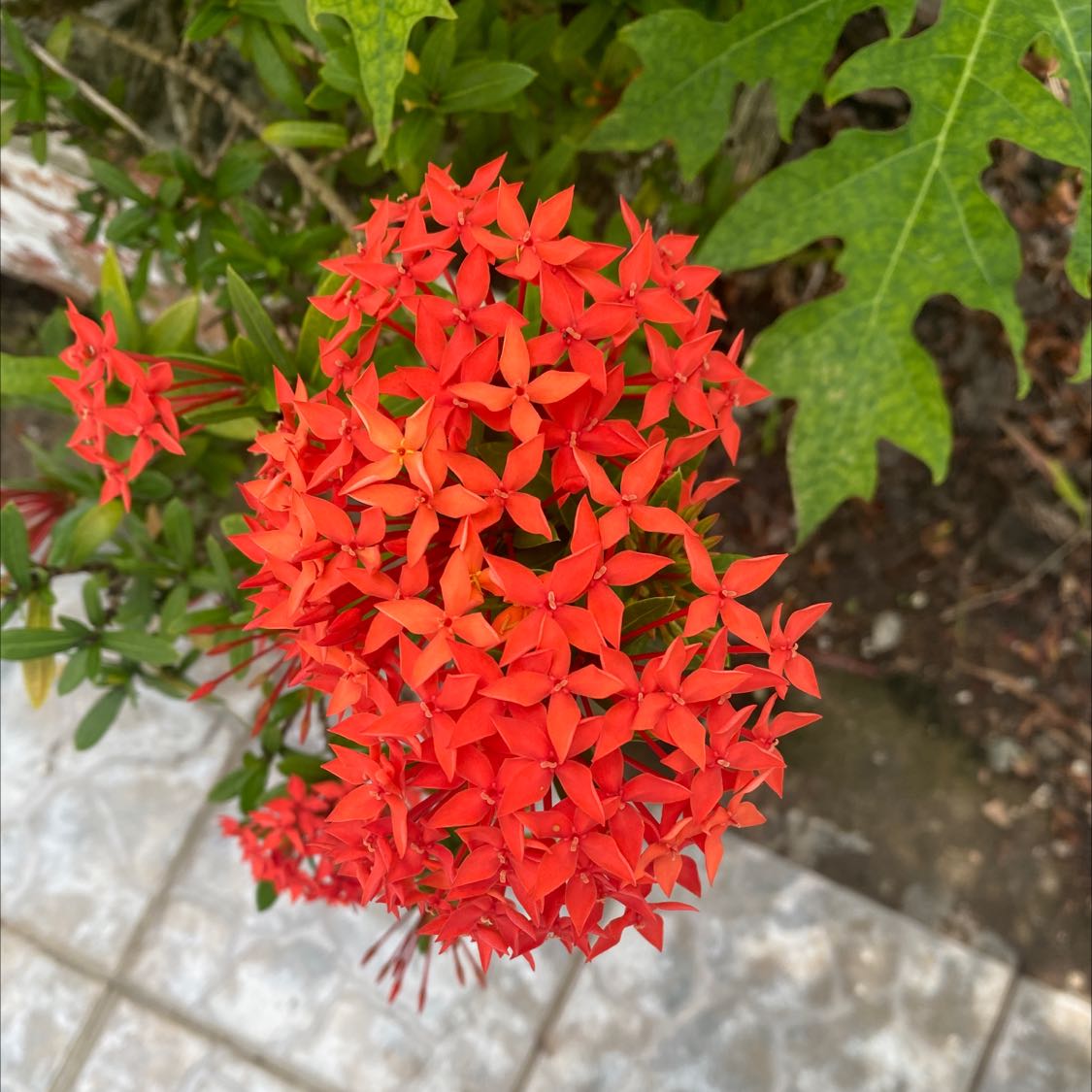Flame of the Woods plant with vibrant red flowers and healthy green leaves.