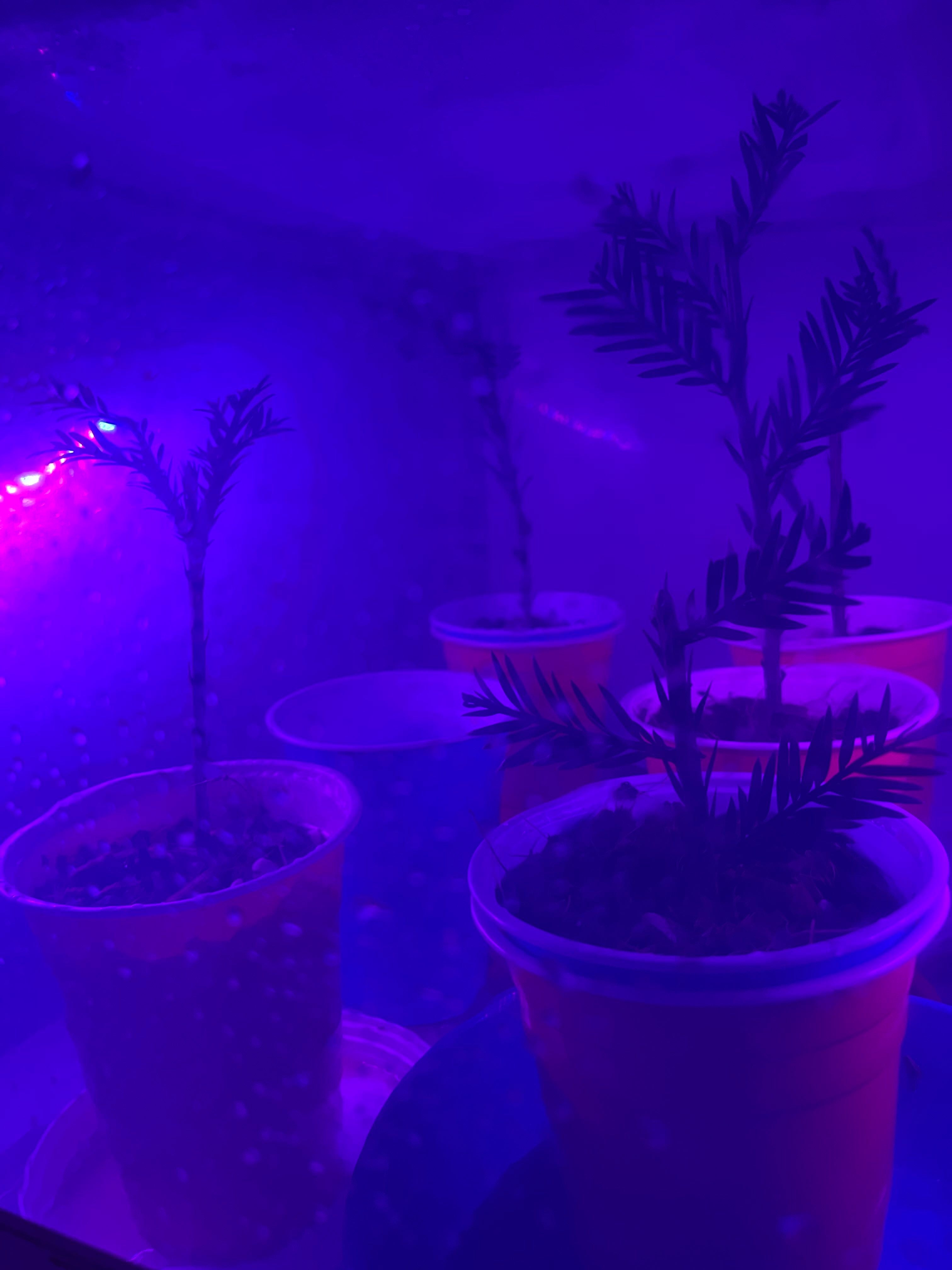 Redwood Is CatSafe 🐱