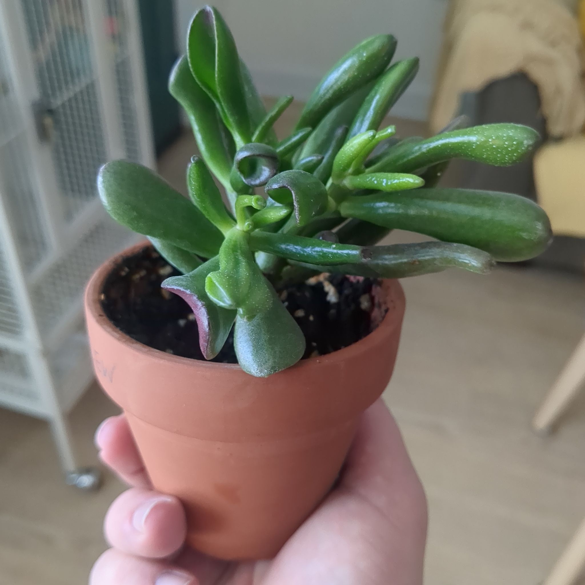 Photo of the plant species Dwarf Aeonium by @VipBabytoes named Squish on Greg, the plant care app