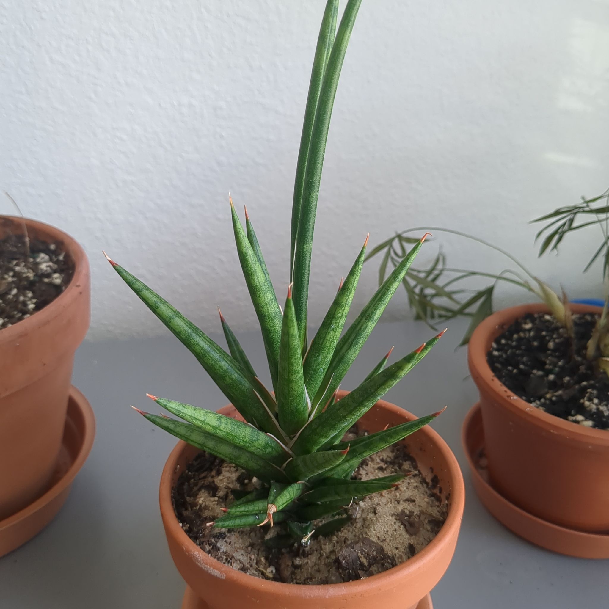 Sansevieria francisii plant in a terracotta pot with visible soil, well-framed and in focus.