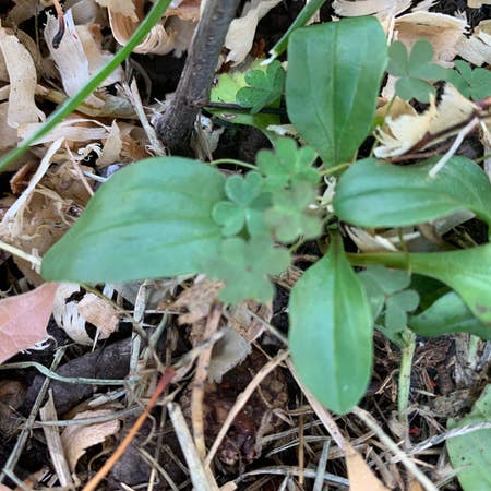 Photo of the plant species Broadleaf Plantain by Sagepackcoleus named Your plant on Greg, the plant care app