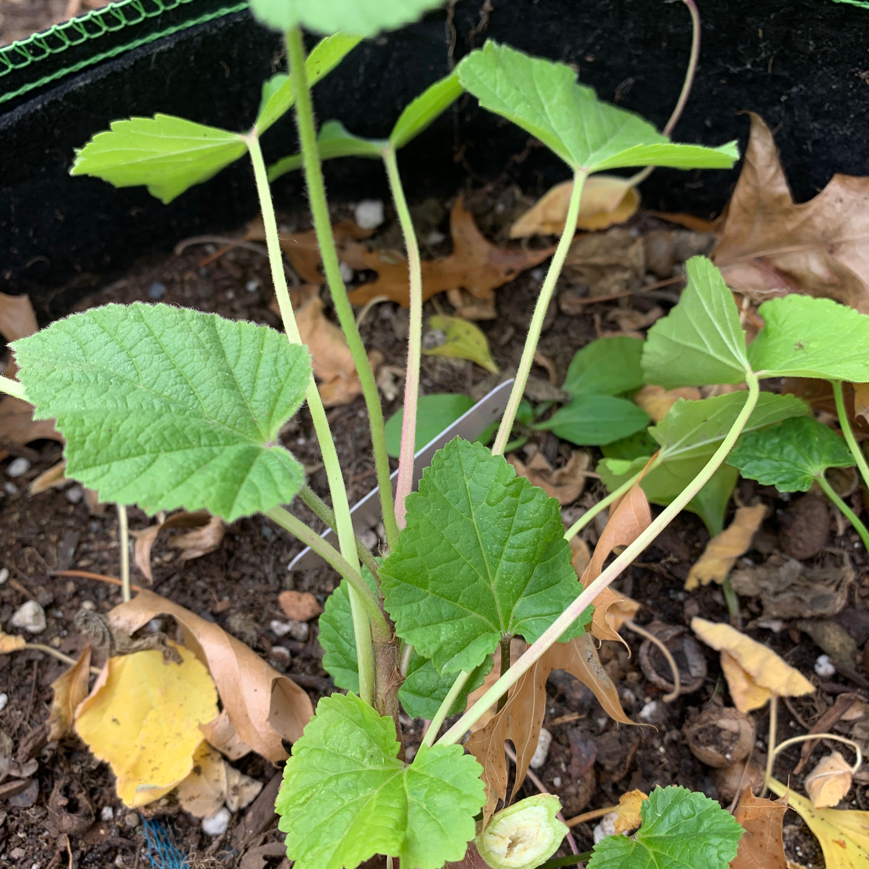 Photo of the plant species Marsh Mallow by @SagePackcoleus named Your plant on Greg, the plant care app